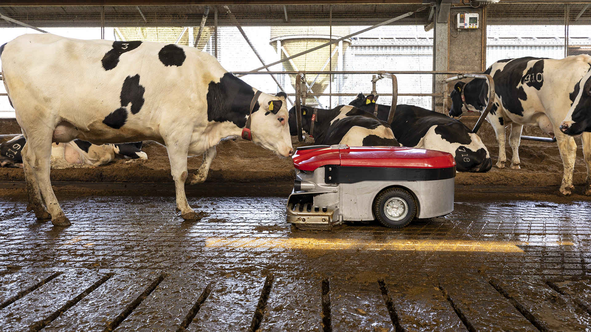 Lely Discovery robot de estiércol