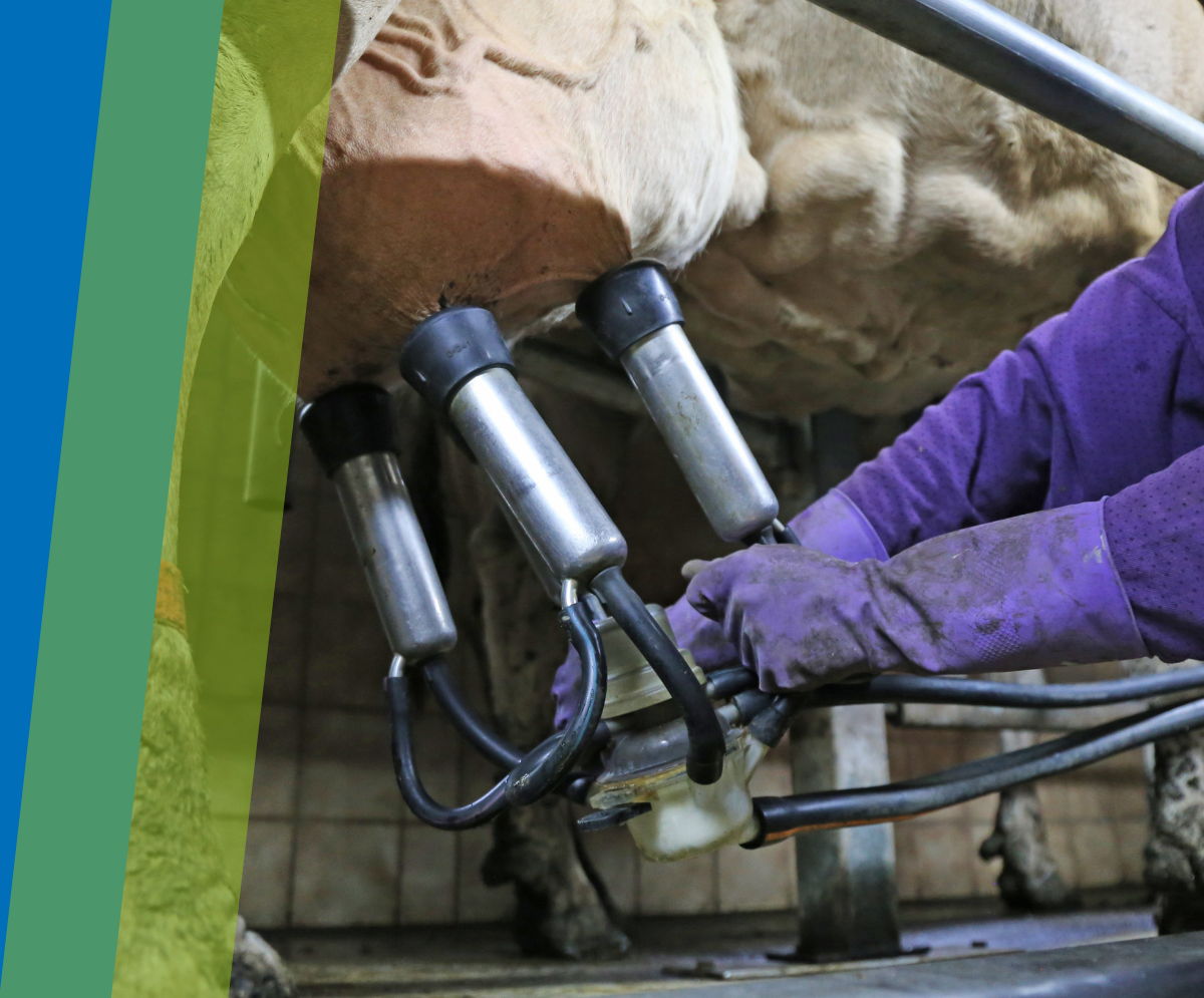 SUMINISTROS DE LA SALA DE ORDEÑO